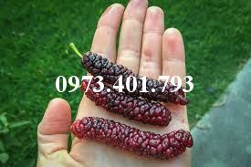 CÂY GIỐNG DÂU QUẢ DÀI ĐÀI LOAN